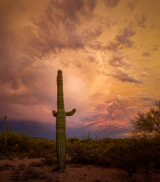 istock Sunset in Sonoran Desert 1855564454