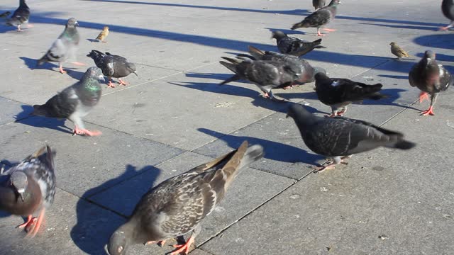 Flock of birds feeding on a street pavement. Pigeons and sparrows feeding. Close-up in wide angle