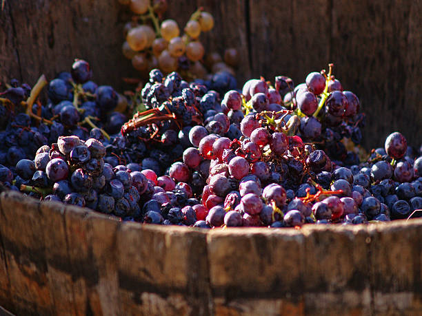 Red grapes in vineyard in Abruzzo