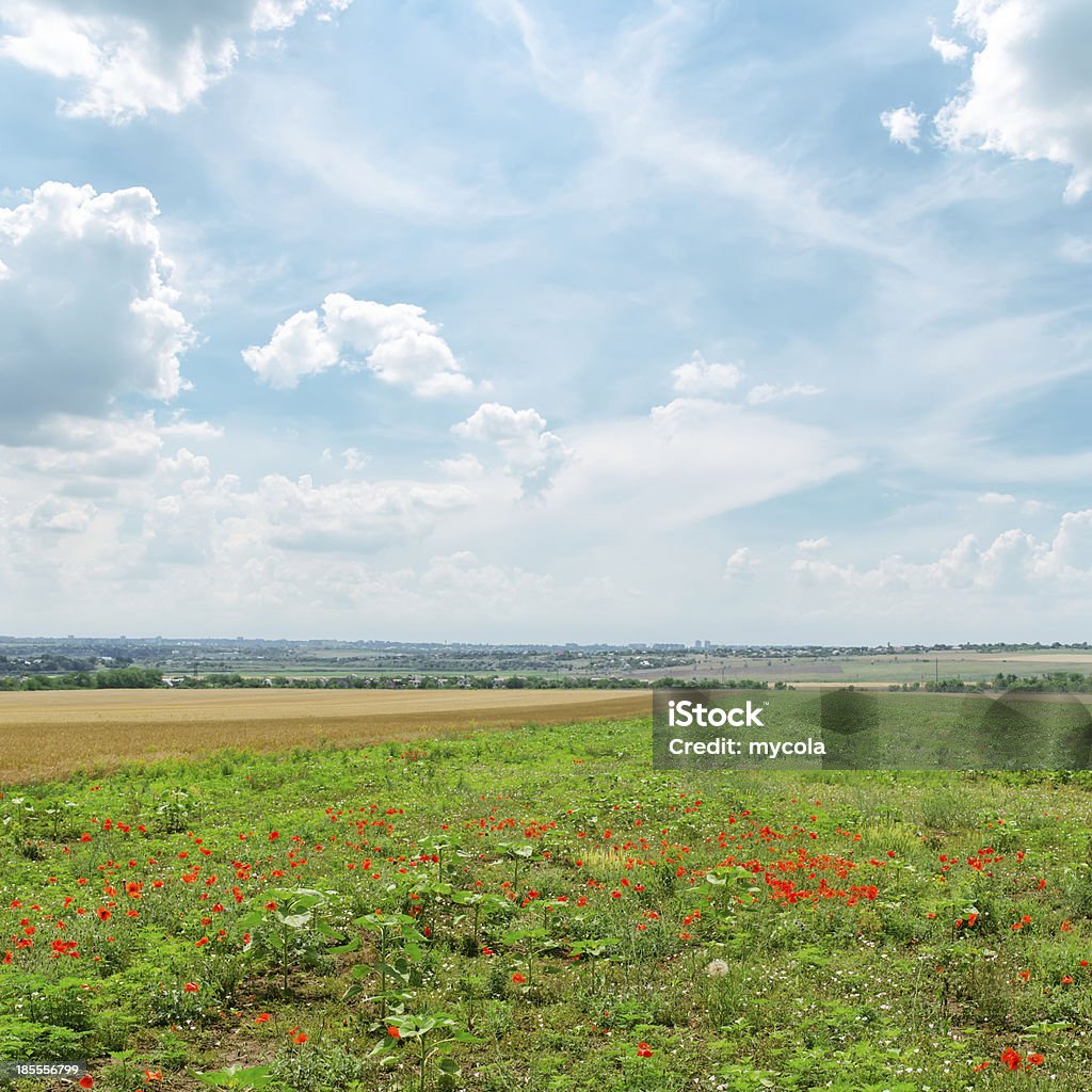 Champ de coquelicots rouges vert et ciel nuageux - Photo de Arbre en fleurs libre de droits
