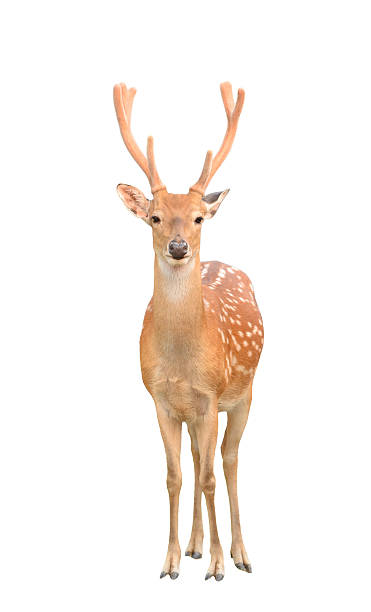 istock male sika deer isolated 185557176