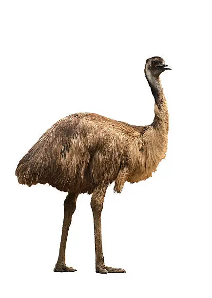 an australian emu isolated on white background