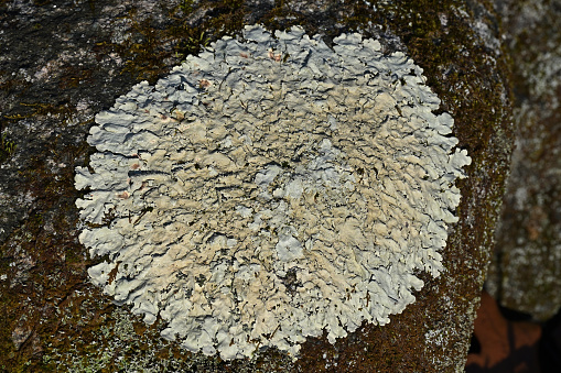 Rosette of greenshield lichen on rock in the Connecticut woods, in winter sunlight