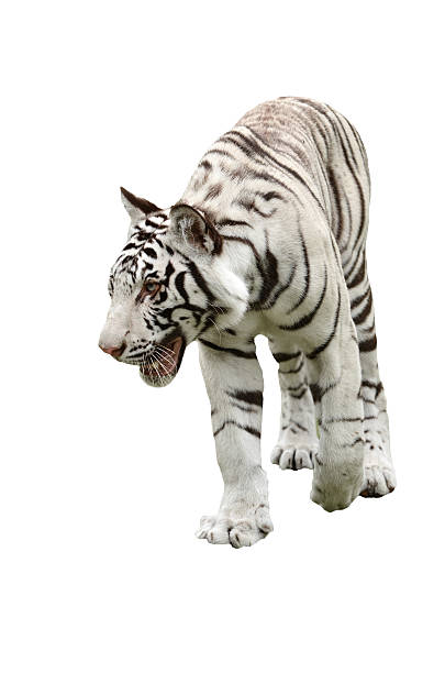 istock white bengal tiger isolated 185557711