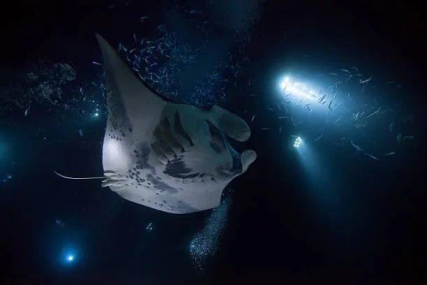 This photo was taken during a night dive in Kona, Hawaii and features a manta ray.