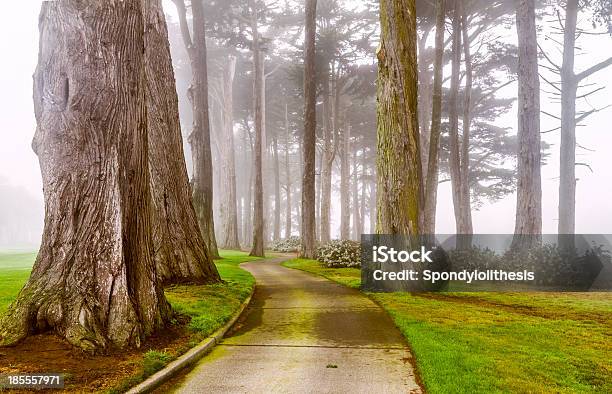 Morning Fog And Tree Stock Photo - Download Image Now - Backgrounds, Evergreen Tree, Fog