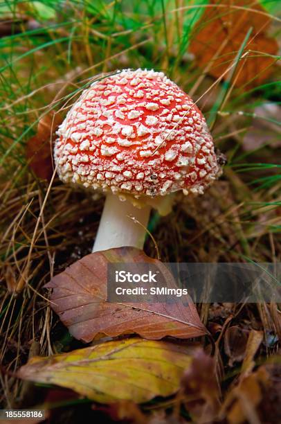 Foto de Agárico e mais fotos de stock de Agárico - Amanita - Agárico - Amanita, Amanita parcivolvata, Arvoredo