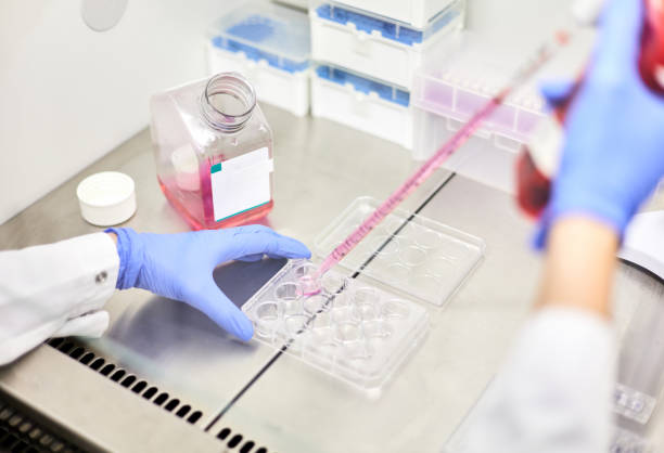 istock Scientist pipetting samples into tubes in research lab 1855584769