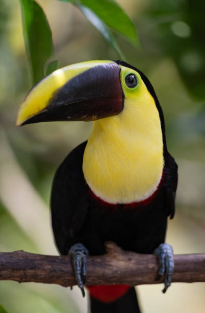 istock Toucan in Costa Rica 1855588575