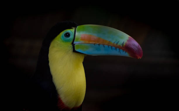 istock Toucan in Costa Rica 1855588579