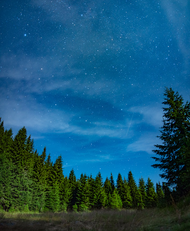 A starry night with dark skies and constellations above a coniferous forest. The evergreen trees appear as silhouettes in the midnight. Darkness into the mountains.