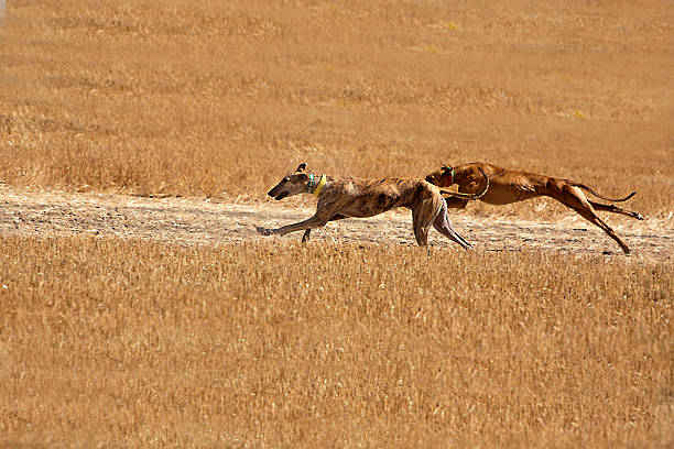 istock Greyhounds at full speed during a race 185559713