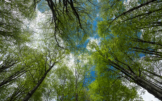 Looking at the sky through beech trees forming a majestic crown out of their green leaves. The straight growing trees are abundant into the mountainous forests of Carpathian Mountains. Romania.