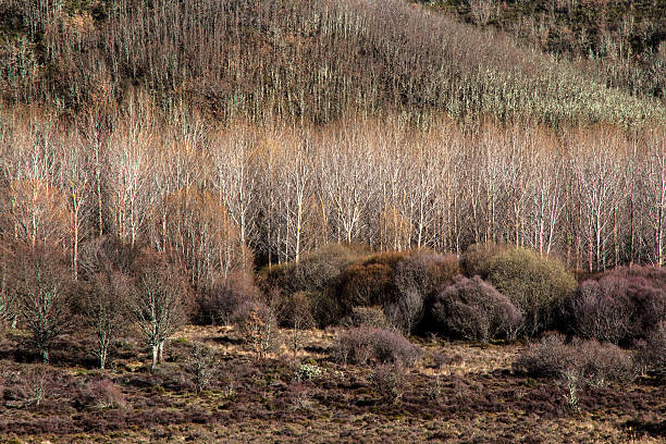 winter-wald landschaft-paisaje bosque invernal - planting tree poplar tree forest stock-fotos und bilder