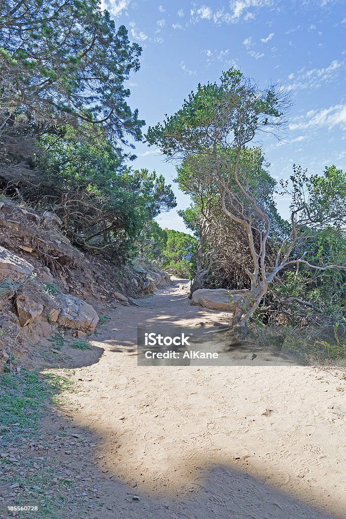 Weg im park - Lizenzfrei Baum Stock-Foto