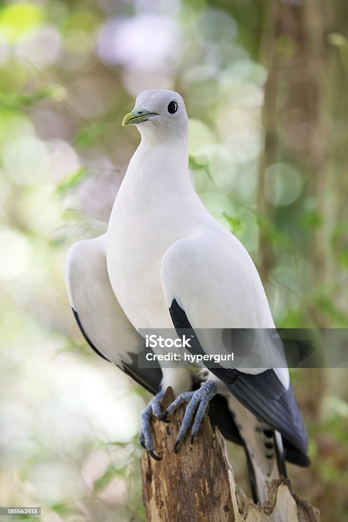 White Dove - Foto de stock de A ver pájaros libre de derechos