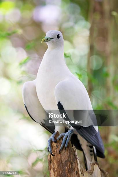 Photo libre de droit de Colombe Blanche banque d'images et plus d'images libres de droit de Aile d'animal - Aile d'animal, Amour, Arbre