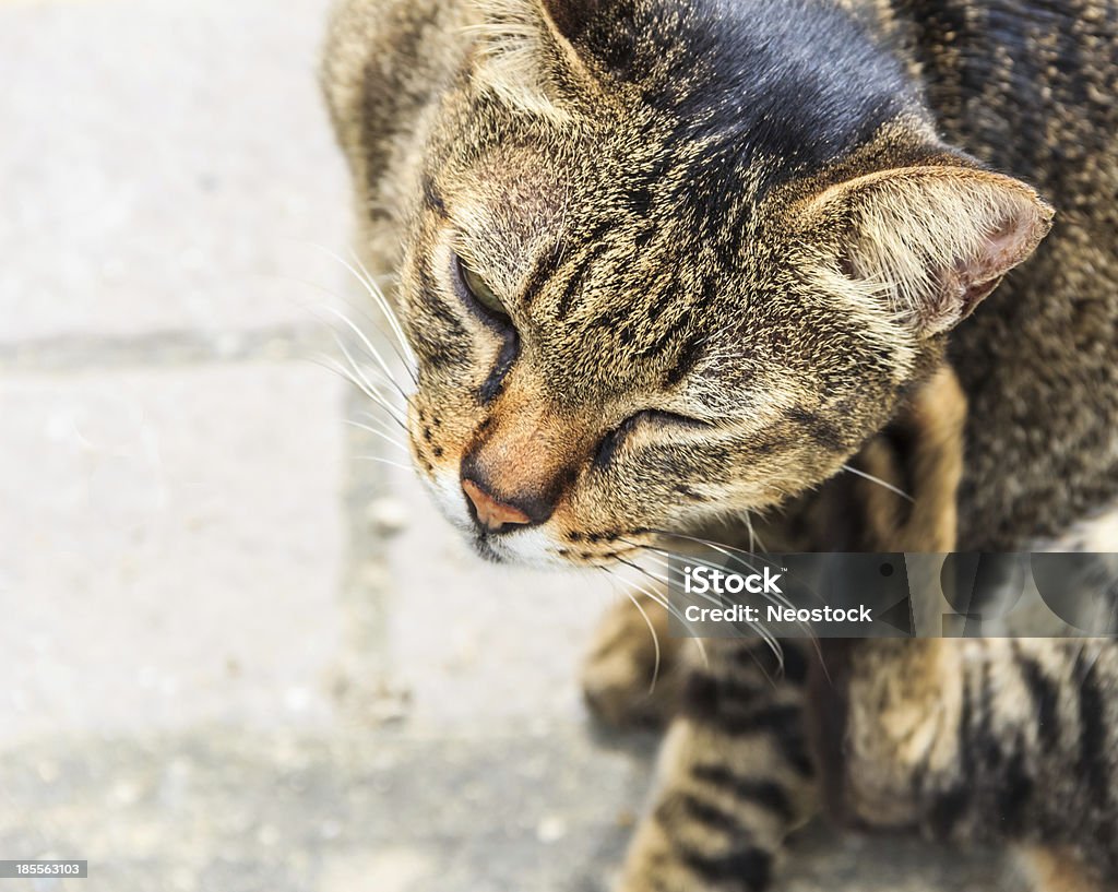 Versessen Getigerte Katze Katze, Nahaufnahme - Lizenzfrei Floh Stock-Foto