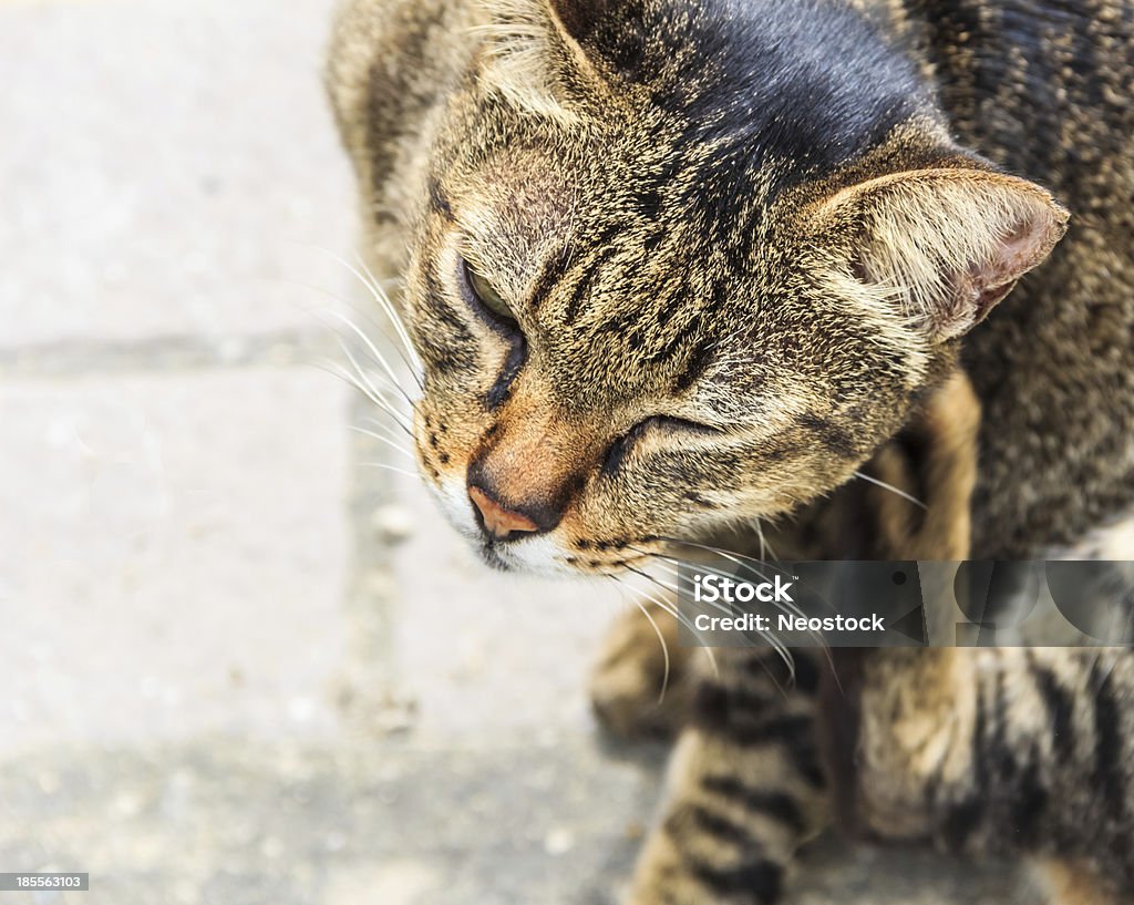 Swędzenie Pręgowany kot zbliżenie, - Zbiór zdjęć royalty-free (Kot domowy)