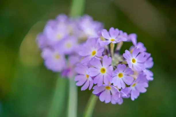 Photo of Drumsticks