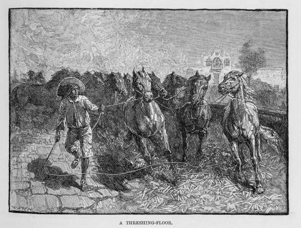 Engraving  from Harper's New Monthly Magazine Volume LXIV December, 1881 to May,  1882::    Drawing of  a  herd of horses controlled by one man  threshing grain on a stone floor.  After the horses have trampled the grain the crop will be winnowed in the wind to separate the wheat from the chaff.