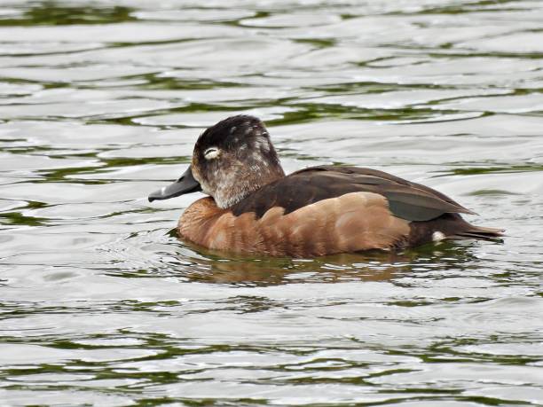 istock Ring-necked Duck (Aythya collaris) - female sleeping in a lake 1855645892