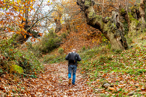 Man walking along a forest path on an autumn day.
Tourist walks along a path with an autumn color and dry leaves fallen on the ground in the province of Leon.
Las Medulas Natural Park - Spain
