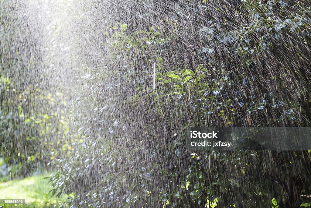 Krople deszczu - Zbiór zdjęć royalty-free (Bez ludzi)