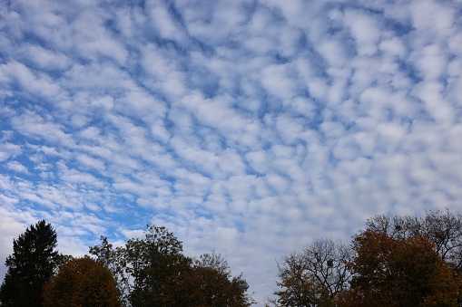 Picturesque view of trees and sky with fluffy clouds