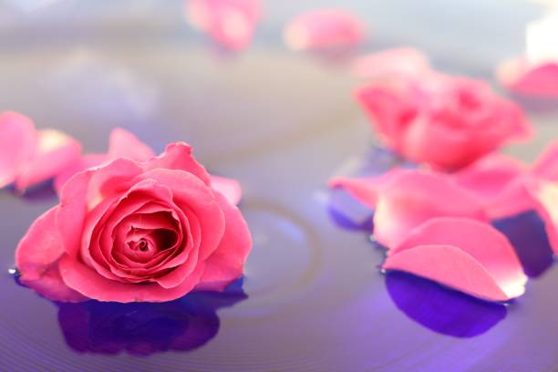 Composition from water, metal and flower. Abstract romantic grunge background