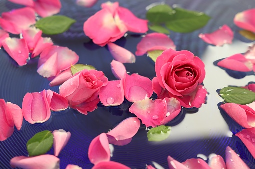 Pink roses and petals in water, closeup
