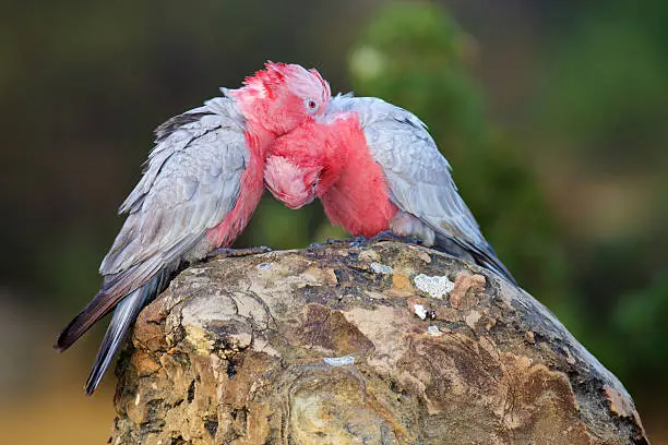 The Galah, also known as the Rose-breasted Cockatoo, Galah Cockatoo, Roseate Cockatoo or Pink and Grey, is one of the most common and widespread cockatoos. It is found in open country in almost all parts of mainland Australia.