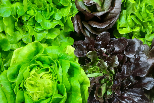 Closeup of lettuce on a market stall in southern Brazil