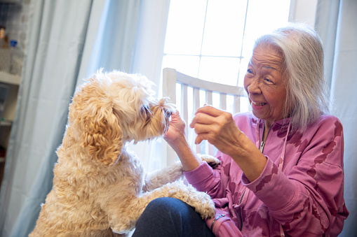Eldelry Senior Woman giving a 4 year old cockapoo a treat while training her dog