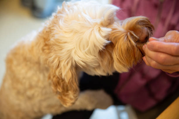 Close up of the dog as a elderly senior woman gives her dog a treat