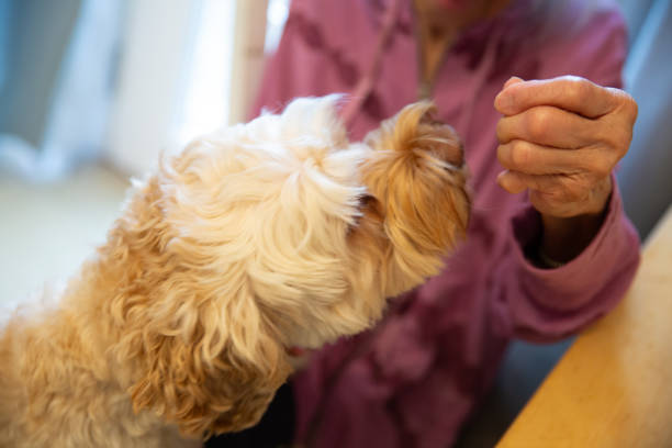 Close up of the dog as a elderly senior woman gives her dog a treat