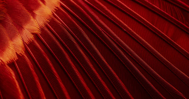 istock red feather pigeon macro photo. texture or background 1855677033
