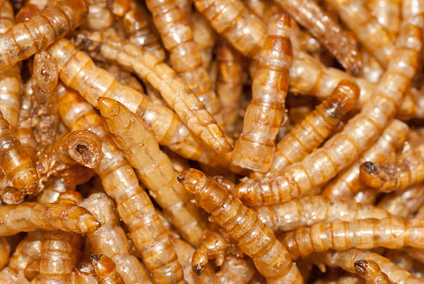 Cтоковое фото Желтый едой червь