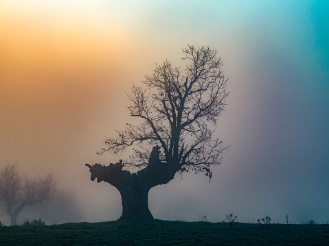 Old oak tree at dawn among the fog