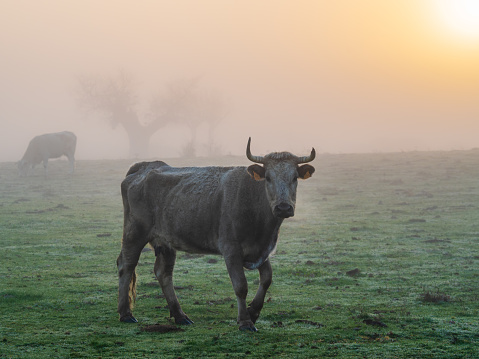 Cow in the field at sunrise on a foggy morning