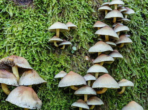 Macrophotography, small wild mushrooms on moss in autumn
