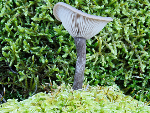 Macrophotography, small wild mushrooms on moss in autumn