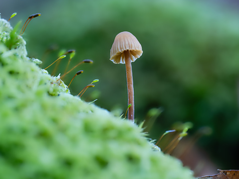 Macrophotography, small wild mushrooms on moss in autumn