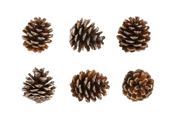 istock Set of multiple different angles of pine cone isolated over white background. 1855690495