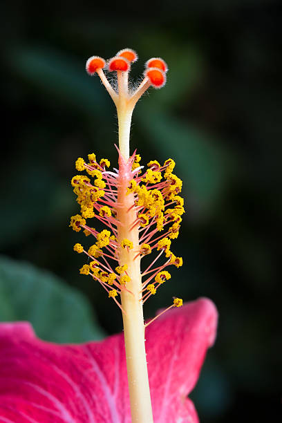 istock Hibiscus Flower Stigma Close Up 185569355