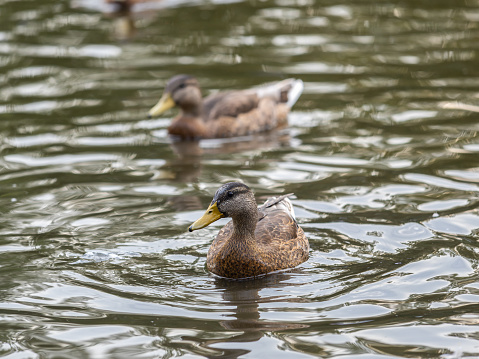Duck swims in the pond in the rain. Portrait of a female of duck on the water. Mallard, lat. Anas platyrhynchos, female