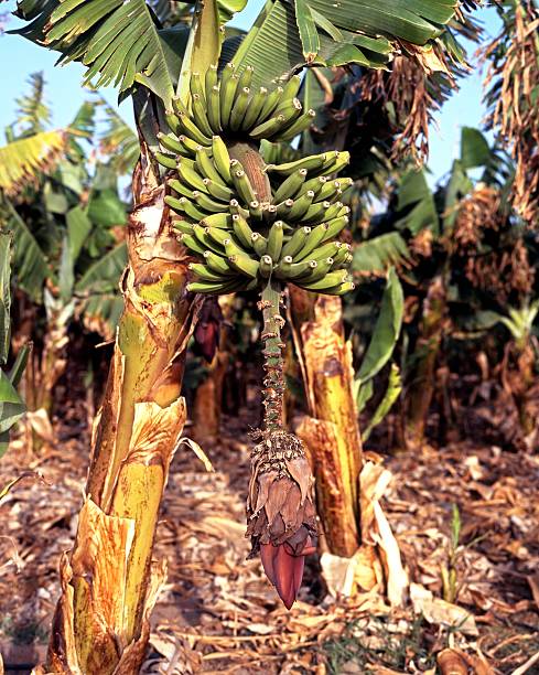 istock Banana plant, Tenerife. 185570693