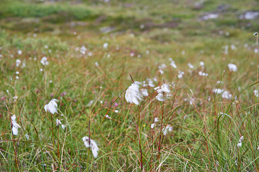 Hare's-tail cottongrass, tussock cottongrass or sheathed cottonsedge, is a species of perennial herbaceous flowering plant in the sedge family. It is native to bogs and other acidic wetlands in arctic