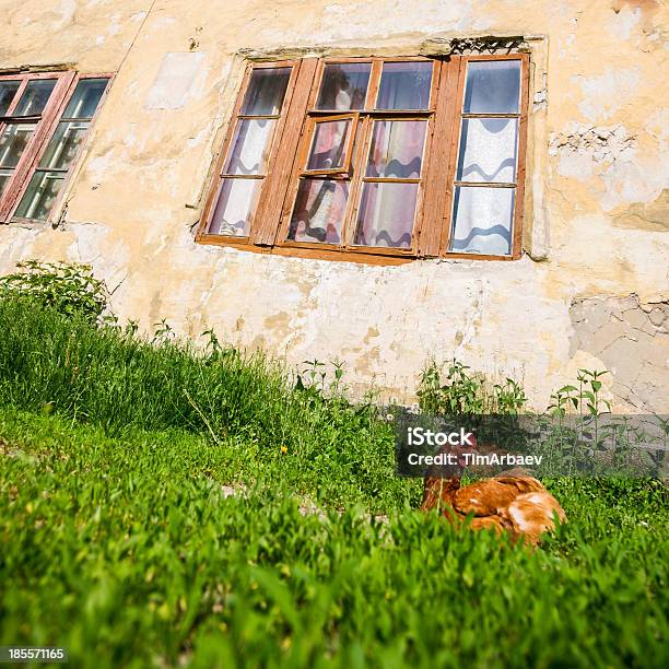 Chicken At Home Stock Photo - Download Image Now - Animal, Bird, Building Exterior