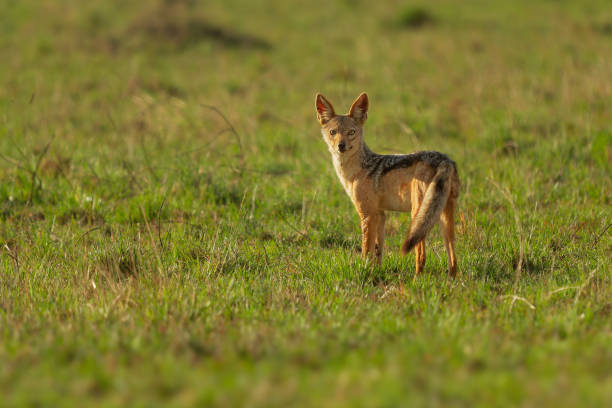 istock Black-backed Jackal - Canis mesomelas  or saddle-backed, grey, silver-backed, red, and golden jackal, canid native to two areas of Africa, very ancient species. Walking in the green savannah grass 1855713482